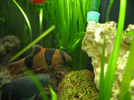 &copy; Zierfischfreunde Immenhausen-Holzhausen BOTIA MACRACANTHUS